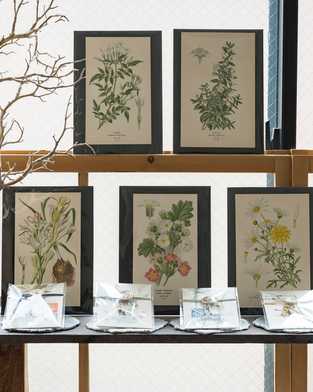 植物図鑑のリトグラフ 春のボタニカル asanochiaki + Ancient Month 4/8-4/25, 2023