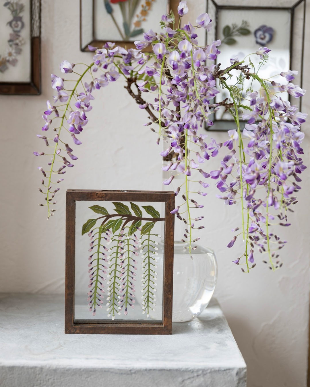 藤の花 春のボタニカル asanochiaki + Ancient Month 4/8-4/25, 2023