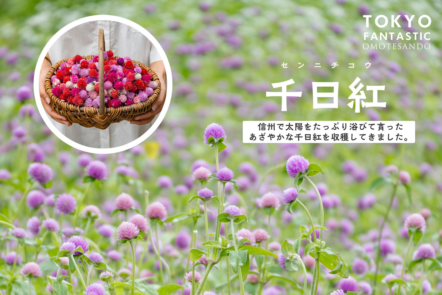 ドライフラワーに最適!とっておきの千日紅を収穫してきました!